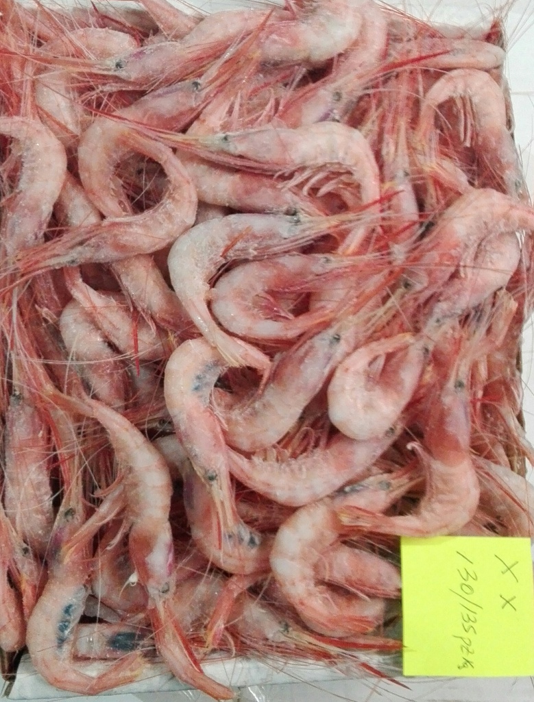 QUISQUILLA 0 SANTA POLA 70/75 PZ.KG